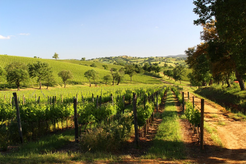 A view of rural Tuscany looking at what look like vines growing in organised rows. In the distance we see rolling hills. The scene is very lush and Spring-like rather than baking hot summer